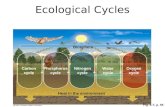 Fig. 3-7, p. 55 Nitrogen cycle Biosphere Heat in the environment Phosphorus cycle Carbon cycle Oxygen cycle Water cycle Ecological Cycles.
