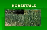 HORSETAILS. PLANT DESCRIPTION  Horsetail (Equisetum arvense) is a herbal plant which has many great uses. The name Equisetum is extracted from Latin.