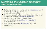 Surveying the Chapter: Overview What We Have in Mind  Building blocks of the mind: neurons and how they communicate (neurotransmitters)  Systems that.