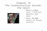 14-1 Chapter 14 The Cardiovascular System: The Heart Heart pumps over 1 million gallons per year Over 60,000 miles of blood vessels.