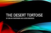 THE DESERT TORTOISE BY CARLAYA CHRISTENSEN AND AUSTIN PARKERSON.