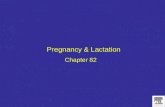 Chapter 82 Pregnancy & Lactation. Figure 82-2 A, Ovulation, fertilization of the ovum in the fallopian tube, and implantation of the blastocyst in the.