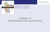 Reginald H. Garrett Charles M. Grisham Chapter 14 Mechanisms of Enzyme Action.