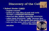 Discovery of the Cell Robert Hooke (1665) –English scientist –looked at a thin slice of cork (oak cork) through a compound microscope –observed tiny, hollow,