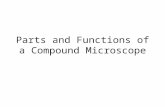 Parts and Functions of a Compound Microscope. Light Microscope Simple – uses a single lens Compound – uses a set of lenses or lens systems.