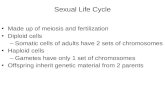 Sexual Life Cycle Made up of meiosis and fertilization Diploid cells –Somatic cells of adults have 2 sets of chromosomes Haploid cells –Gametes have only.