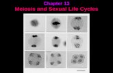 Chapter 13 Meiosis and Sexual Life Cycles. Each gene has a specific location on a specific chromosome. Chapter 13 Meiosis and Sexual Life Cycles.