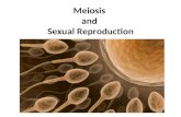 Meiosis and Sexual Reproduction. Homologous Chromosomes Chromosomes of each pair are similar in length and centromere position Both carry genes controlling.