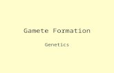 Gamete Formation Genetics Human Gamete Formation Gametes are the sperm and egg Both haploid (n), meaning they have only one of each type of chromosome.