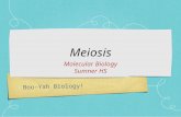 Boo-Yah Biology! Meiosis Molecular Biology Sumner HS.