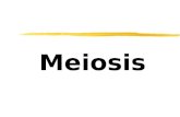 Meiosis. Key Terms - Meiosis - Gametes - Recombination / Crossing Over - Chiasma - Independent Assortment.