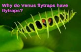 AP Biology Why do Venus flytraps have flytraps? AP Biology Plant Nutrition (Ch 38)