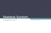 Skeletal System Chapters 6 & 7. Skeletal System = bones, joints, cartilages, ligaments.