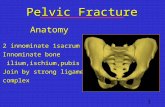 Pelvic Fracture AnatomyAnatomy 2 innominate 1sacrum 2 innominate 1sacrum Innominate bone ilium,ischium,pubis Innominate bone ilium,ischium,pubis Join.