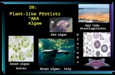 Plant-like Protists “AKA” Algae IN: DIATOMsDIATOMs Green algae: Volvox Brown algae: kelp Red algae Red tide- dinoflagellates.