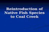 Reintroduction of Native Fish Species to Coal Creek.