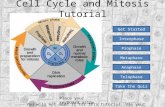 Cell Cycle and Mitosis Tutorial Get Started Interphase Prophase Metaphase Anaphase Telophase Take the Quiz Place your keyboard aside. You will not need.