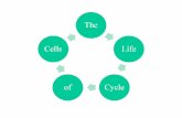 TheLifeCycleofCells. Cell Growth A cell is limited by its cell size The larger the cell the harder it is to move through tissue and get nutrients In order.
