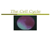 The Cell Cycle. The Life of a Cell  Cells pass through different stages in their lives  These stages = Cell Cycle  Begins when cell forms, and ends.
