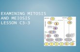 EXAMINING MITOSIS AND MEIOSIS LESSON C3-3. MS‐LS2‐4. Construct an argument supported by empirical evidence that changes to physical or biological components.