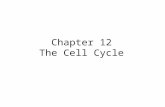 Chapter 12 The Cell Cycle. Cells The ability of organisms to produce more of their own kind best distinguishes living things from nonliving matter Cell.