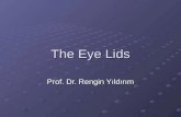 The Eye Lids Prof. Dr. Rengin Yıldırım. Normal Anatomy Both the upper & lower eyelids have similar structure They consist of an anterior lamella (skin.