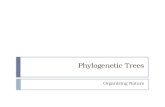 Phylogenetic Trees Organizing Nature. Clarification 7.2 7.3  Analyze and make sense of phylogenetic trees  E.g. determine relationships, common ancestry,