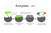 Enzymes (B7). Characteristics (B.7.1) globular proteins that act as biological catalysts lower the activation energy speed up reactions (up to 10 8.