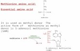 Methionine amino acid: Essential amino acid It is used as methyl donor The active form of methionine as methyl donor is S-adenosyl methionine (SAM) + S-adenosyl.