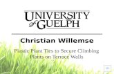 Christian Willemse Plastic Plant Ties to Secure Climbing Plants on Terrace Walls.
