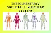 INTEGUMENTARY/ SKELETAL/ MUSCULAR SYSTEMS. I. Integumentary System A. Functions 1. covers & protects body – a. from bacteria b. from drying out.