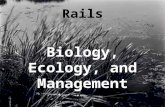 Rails Biology, Ecology, and Management Classification Kingdom Animalia Phylum Chordata Class Aves Order Gruiformes Family Rallidae Coturnicops Laterallus.