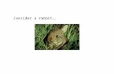 Consider a rabbit….. What types of characteristics could a rabbit have that would make it NOT good at surviving? slow doesn’t blend in to its surroundings.