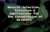 Natural Selection, Evolution & Implications for the Conservation of Wildlife.