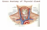 Gross Anatomy of Thyroid Gland. Thyroid Gland Two lateral lobes connected by median mass called isthmus Composed of follicles that produce glycoprotein.