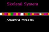 Skeletal System Anatomy & Physiology. The Skeletal System Your skeleton comprises ~ 20% of your total body mass There are 206 bones in your body, separated.