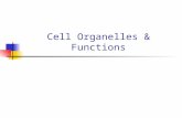 Cell Organelles & Functions. Cell Organelles Organelle= “little organ” Found only inside eukaryotic cells All the stuff in between the organelles is.