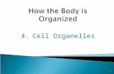 4.Cell Organelles 1. You explored the cell during the webquest 2 Now we will discuss a few of the more common cell organelles.