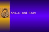 Ankle and Foot. Foot  Serves as –A base of support –A shock absorber –A mobile adapter –A rigid lever.