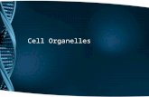Cell Organelles. Prokaryotic Cells vs. Eukaryotic Cells Prokaryote Smaller May contain internal membranes but are far less complicated. Carry out all