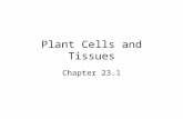 Plant Cells and Tissues Chapter 23.1. Plants are composed of cells which contain: –Cell wall –Central vacuole –Chloroplasts.