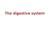 The digestive system consists of: The digestive tract The associated glands which include: oral cavity pharynx esophagus stomach small and large intestines.