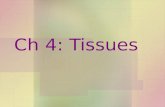 Ch 4: Tissues. Intro to tissues Tissues – –Groups of cells that are similar in structure and function 4 primary tissue types - –Epithelial (covering &