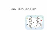 DNA REPLICATION. Animation gone Crazy DNA Replicates and Replicates.