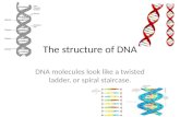 The structure of DNA DNA molecules look like a twisted ladder, or spiral staircase.