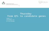 Thursday from QTL to candidate genes Xidan Li Xiaodong Liu DJ de Koning.