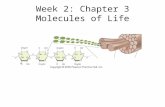 Week 2: Chapter 3 Molecules of Life. Outline Chemistry of Carbon –Role of Carbon –7 Functional Groups –Examples Molecules –Polymer Concept Sugars and.
