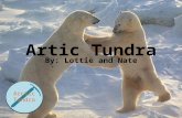 Artic Tundra By: Lottie and Nate Arctic Tundra. Map.