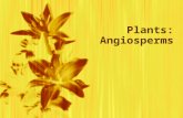 Plants: Angiosperms. Remember…..  What is the group of flowering plants?  In what structure is the plant embryo found which is made from a flower?