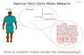 Slide 2.1 Lesson 2 Special Skin Cells Make Melanin body epidermis How is melanin made inside the melanocytes? epidermis melanocytes tissue cells.